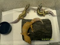 HOLDBACKS 011.jpg