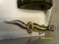 HOLDBACKS 009.jpg