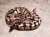 pastel het clown.jpg