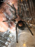 Plesiopelma_BV(f)1.jpg