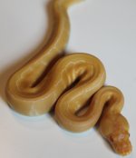 Albino Pinstripe P3.jpg