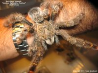 A.jurensis(f)1.jpg