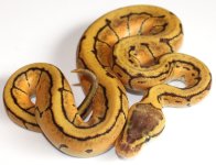 Enchi Lemonblast male.jpg