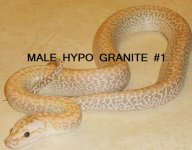 MALEHYPOGRANITE1.jpg
