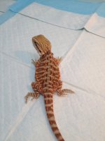 IMG_6168.jpg