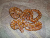 lavender clutch after shed 001.jpg