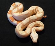5 male albino 9.5.13.jpg