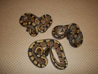 lavender clutch after shed 003.jpg
