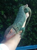 caiman liz sale.jpeg