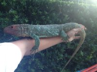 caiman liz sale 2.jpg