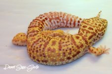 IMG_1146.jpg