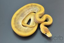 13-352 - Champagne Pinstripe Ball Python - Male (1).jpg