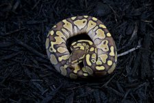 Lesser PH Pied Female 01.jpg
