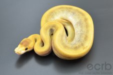 13-352 - Champagne Pinstripe Ball Python - Male (2).jpg