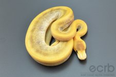 13-352 - Champagne Pinstripe Ball Python - Male (4).jpg