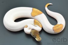 13-090 - Mojave Piebald Ball Python - Male (1).jpg