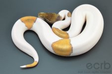 13-090 - Mojave Piebald Ball Python - Male (2).jpg