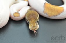 13-090 - Mojave Piebald Ball Python - Male (4).jpg