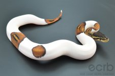 13-091 - Piebald Black Pastel Ball Python - Male (1).jpg