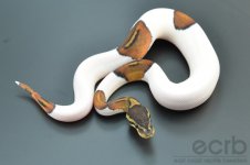 13-091 - Piebald Black Pastel Ball Python - Male (2).jpg
