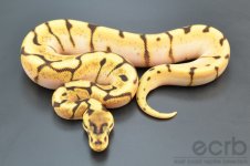 13-200 - Enchi Spider Orange Dream - Female (1).jpg