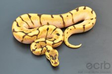 13-200 - Enchi Spider Orange Dream - Female (2).jpg