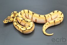 13-200 - Enchi Spider Orange Dream - Female (4).jpg