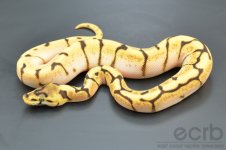13-200 - Enchi Spider Orange Dream - Female (5).jpg