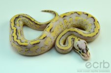 13-356 - Super Pastel Super Stripe Ball Python - Male (6).jpg