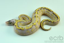 13-356 - Super Pastel Super Stripe Ball Python - Male (7).jpg