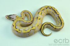 13-356 - Super Pastel Super Stripe Ball Python - Male (8).jpg