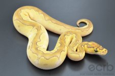 13-393 - Lesser Clown Ball Python - Female (1).jpg