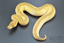 13-393 - Lesser Clown Ball Python - Female (2).jpg
