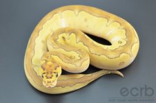 13-393 - Lesser Clown Ball Python - Female (4).jpg