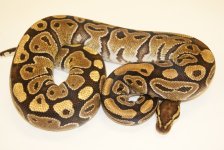 11mocha4-f-1465-850.JPG