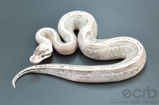 13-610 - Black Pewter Super Stripe Ball Python - Female (3).jpg