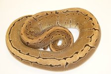 11pinstripe1-f-1910-1500.JPG