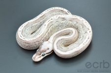 13-610 - Black Pewter Super Stripe Ball Python - Female (4).jpg