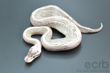 13-610 - Black Pewter Super Stripe Ball Python - Female (1).jpg