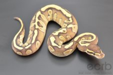 13-670 - Fire Mojave Het Ghost Ball Python - Female (1).jpg
