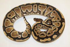 11MochaHarlequin-F3-1500-1500.JPG