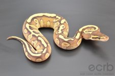 13-670 - Fire Mojave Het Ghost Ball Python - Female (2).jpg