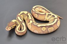 13-670 - Fire Mojave Het Ghost Ball Python - Female (3).jpg