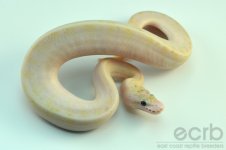 13-304 - Ivory Spider Ball Python - Female (1).jpg