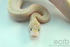 13-304 - Ivory Spider Ball Python - Female (3).jpg