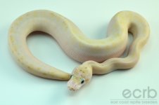 13-304 - Ivory Spider Ball Python - Female (5).jpg