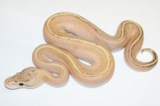 13pumam120-3500.jpg