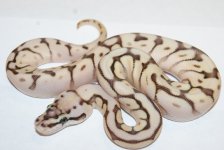 13queenbeef95-650.jpg