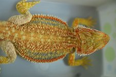 DSC_0241.jpg