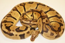 11pastelvanilla-f-2025-1500.JPG